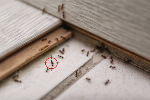 Best Ant Control Services  in Milpitas, CA