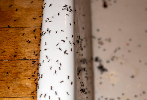 Best Exterminator Services  in Milpitas, CA