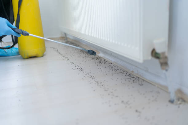 Reliable Milpitas, CA Pest Control Solutions