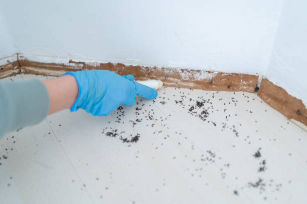 Best Insect Control  in Milpitas, CA